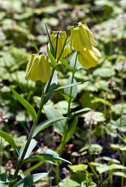Fritillaria pallidiflora