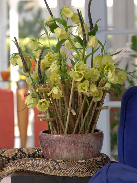 Fritillaria pallidiflora