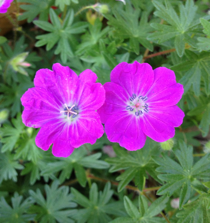 Geranium sanguineum