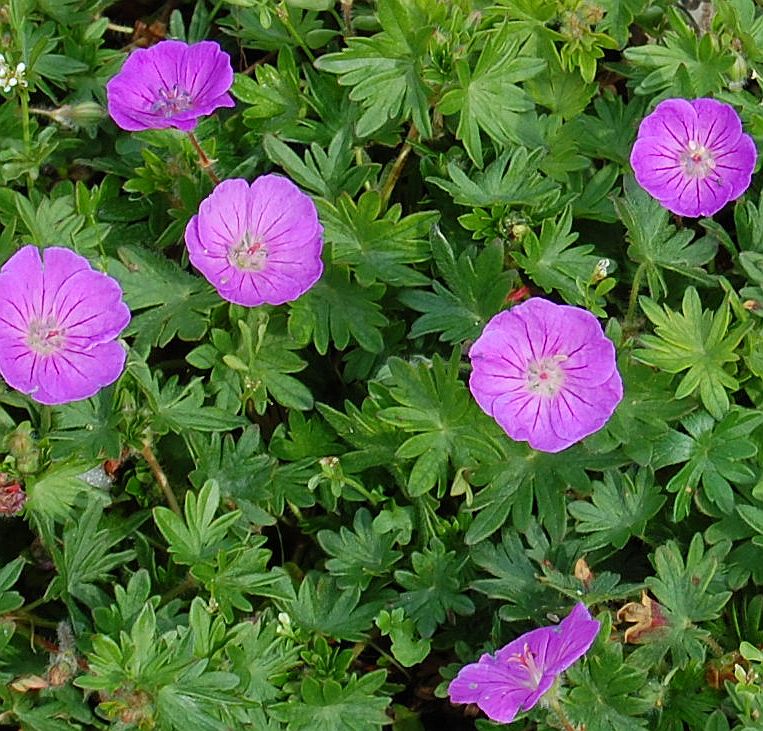 Geranium sanguineum