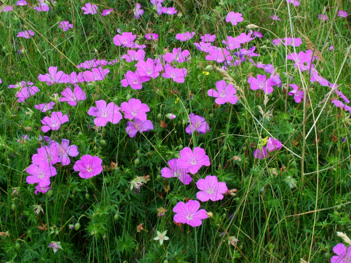 Geranium sanguineum