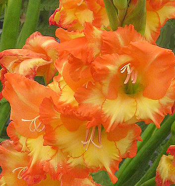 Gladiolus (alti) PRINCESS MARGARET ROSE