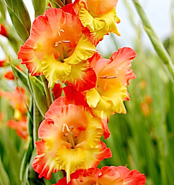 Gladiolus (alti) PRINCESS MARGARET ROSE