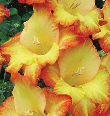 Gladiolus (alti) PRINCESS MARGARET ROSE
