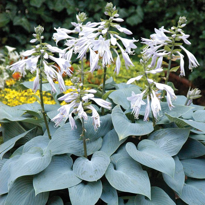 Hosta BULLETPROOF