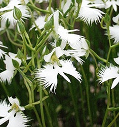 Habenaria radiata AOBA