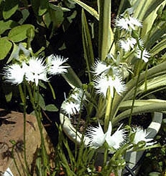 Habenaria radiata AOBA