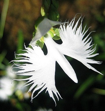 Habenaria radiata AOBA