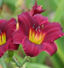 Hemerocallis STELLA IN RED