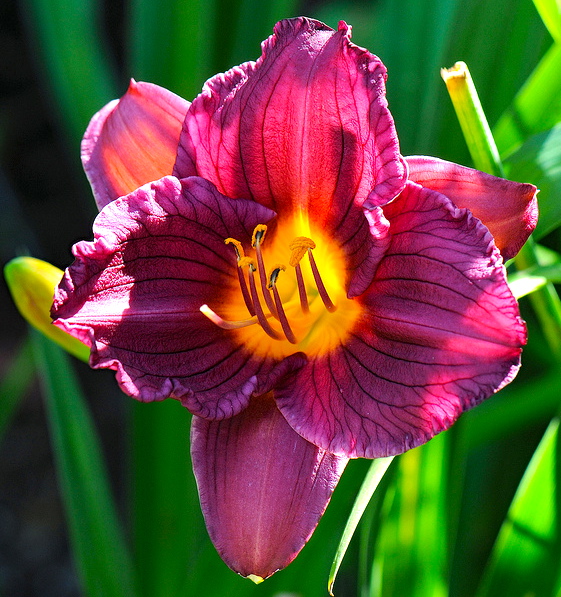 Hemerocallis STELLA IN RED