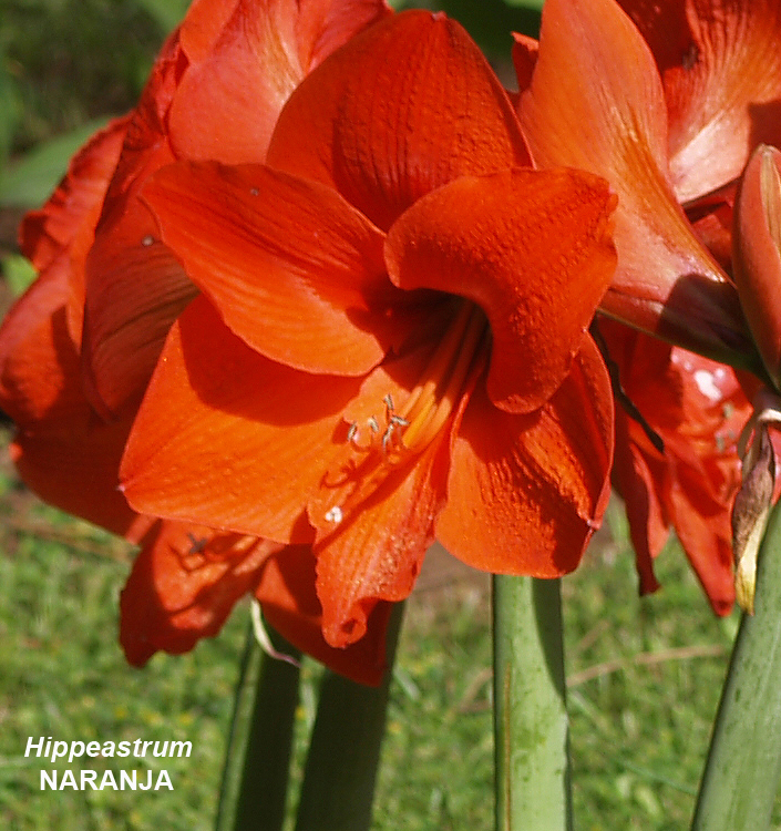 Hippeastrum (Amaryllis) NARANJA (P)