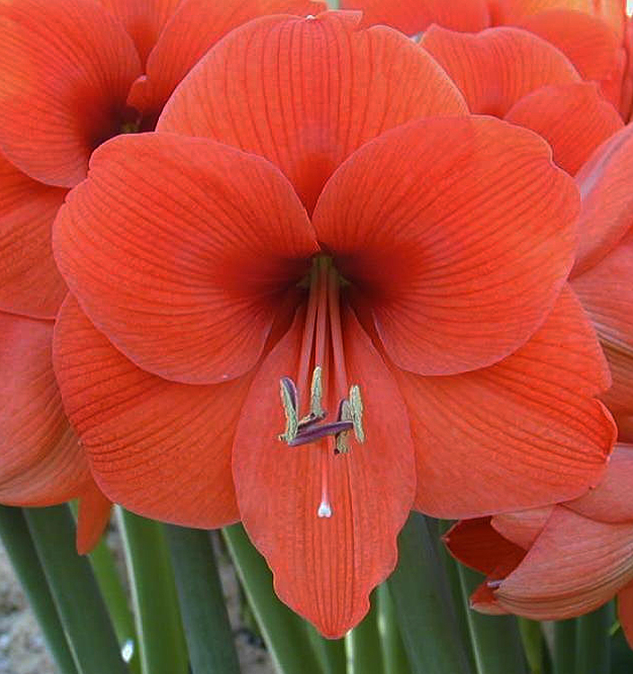 Hippeastrum (Amaryllis) NARANJA (P)