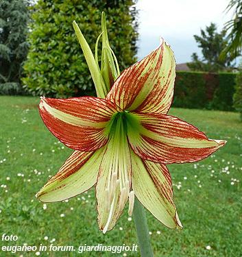 Hippeastrum (Sonatini) VIRIDI RASCAL