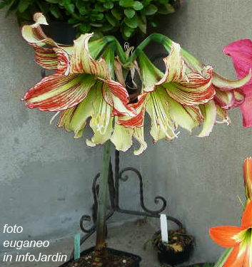 Hippeastrum (Sonatini) VIRIDI RASCAL