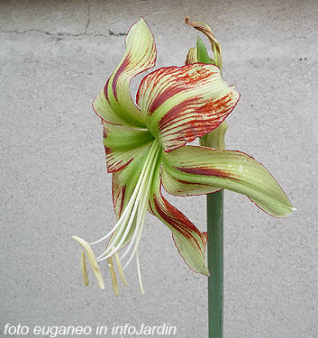 Hippeastrum (Sonatini) VIRIDI RASCAL