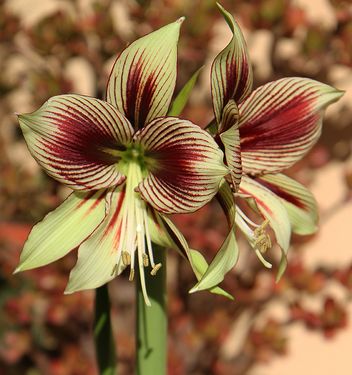 Hippeastrum (specie) papilio