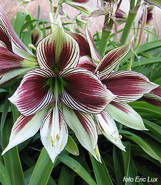 Hippeastrum (specie) papilio