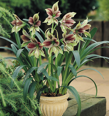 Hippeastrum (specie) papilio