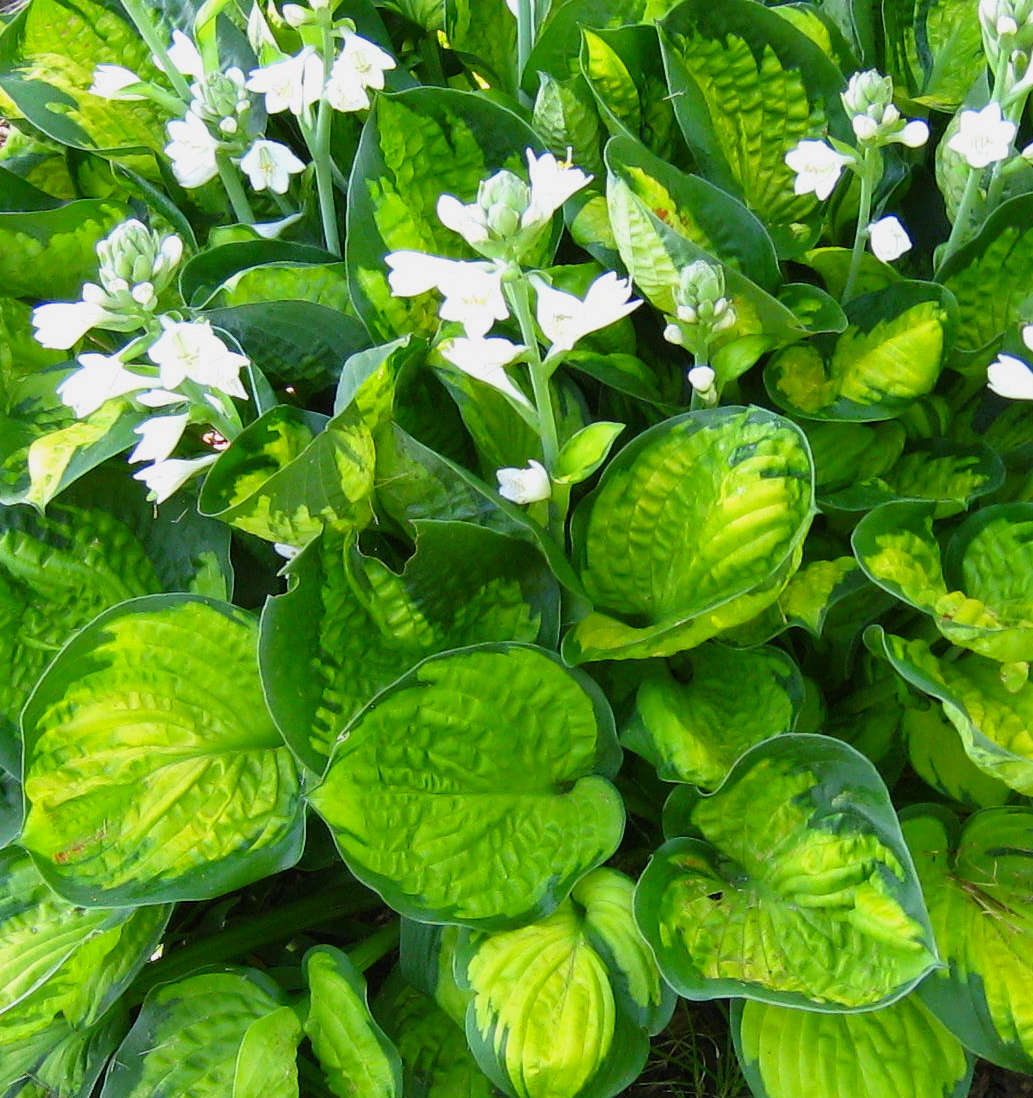 Hosta RAINFOREST SUNRISE