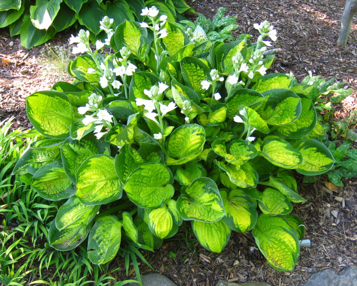 Hosta RAINFOREST SUNRISE