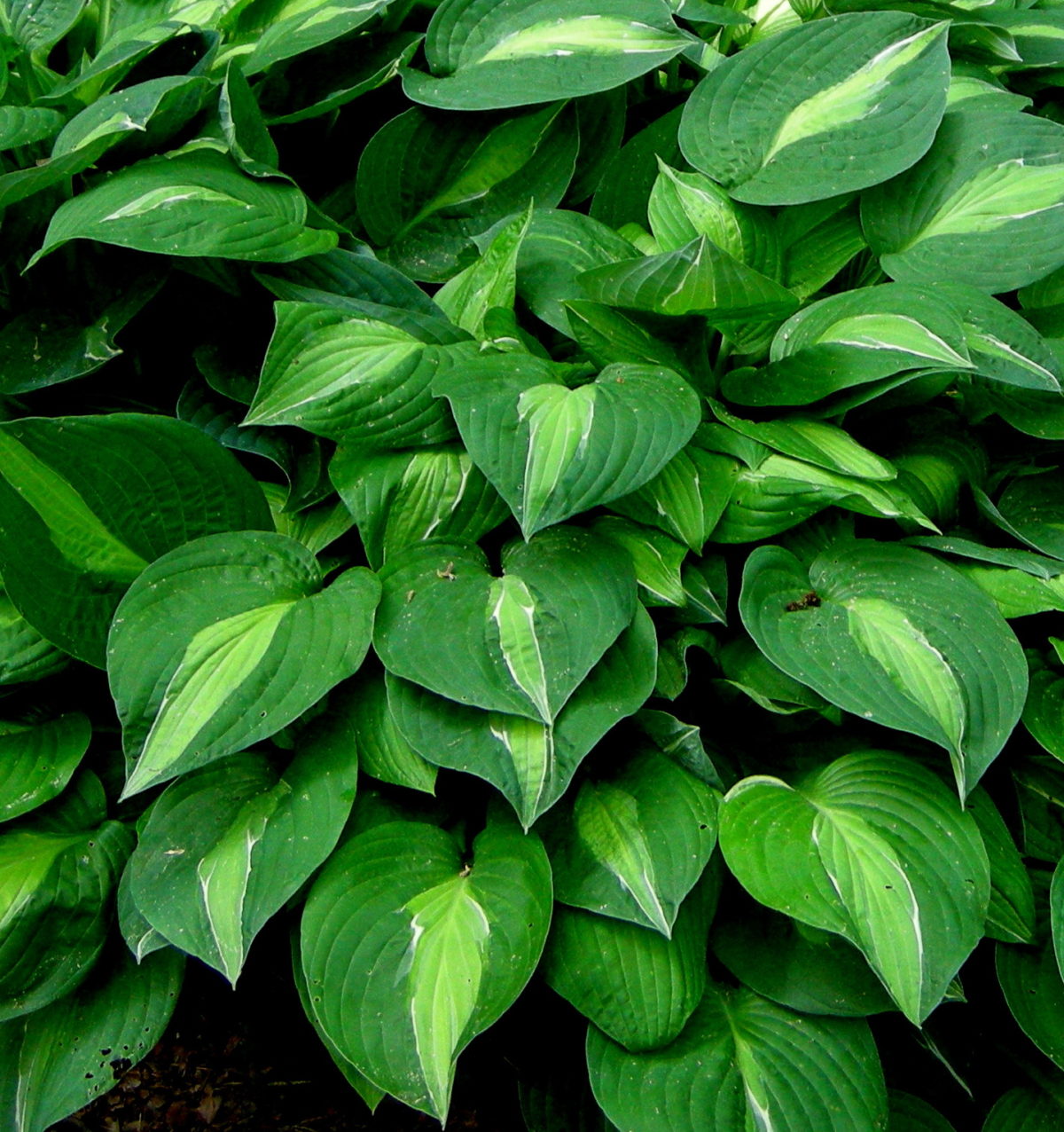 Hosta STRIPTEASE