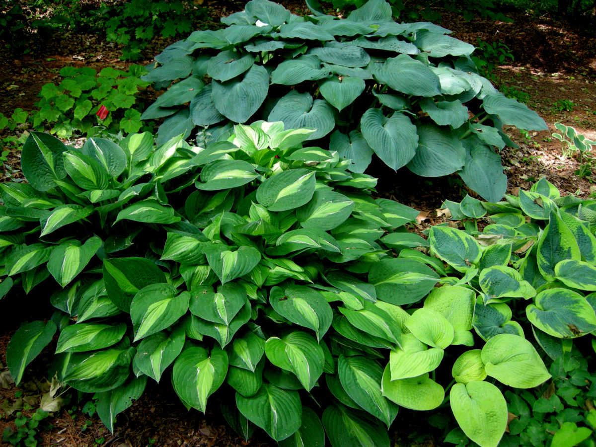 Hosta STRIPTEASE