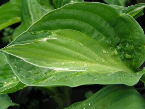 Hosta STRIPTEASE