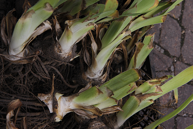 Iris germanica IMMORTALITY