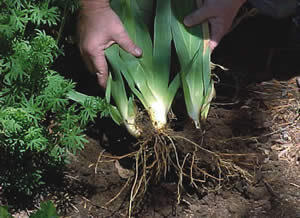 Iris germanica HARVEST OF MEMORIES