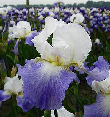 Iris germanica MISSION RIDGE