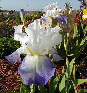 Iris germanica MISSION RIDGE