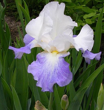 Iris germanica MISSION RIDGE