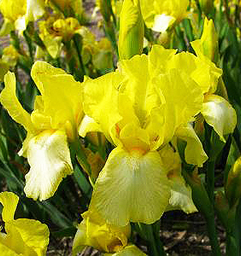 Iris germanica BLESSED AGAIN (P)