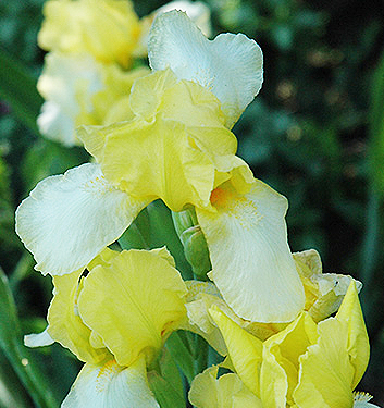 Iris germanica BLESSED AGAIN (P)