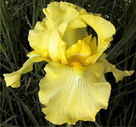Iris germanica HARVEST OF MEMORIES