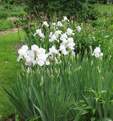Iris germanica IMMORTALITY