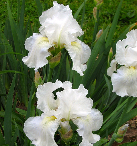 Iris germanica IMMORTALITY