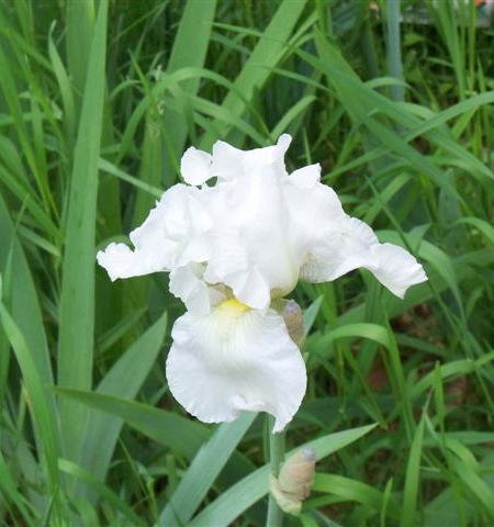 Iris germanica IMMORTALITY
