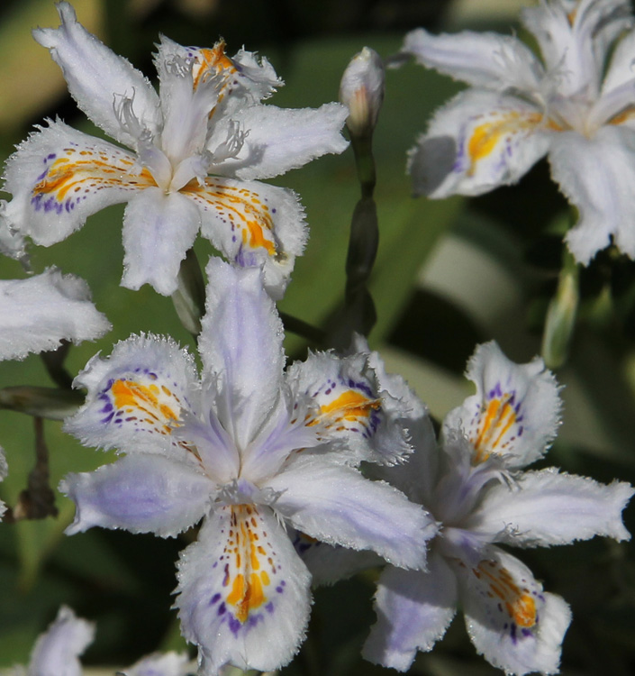 Iris (v) japonica