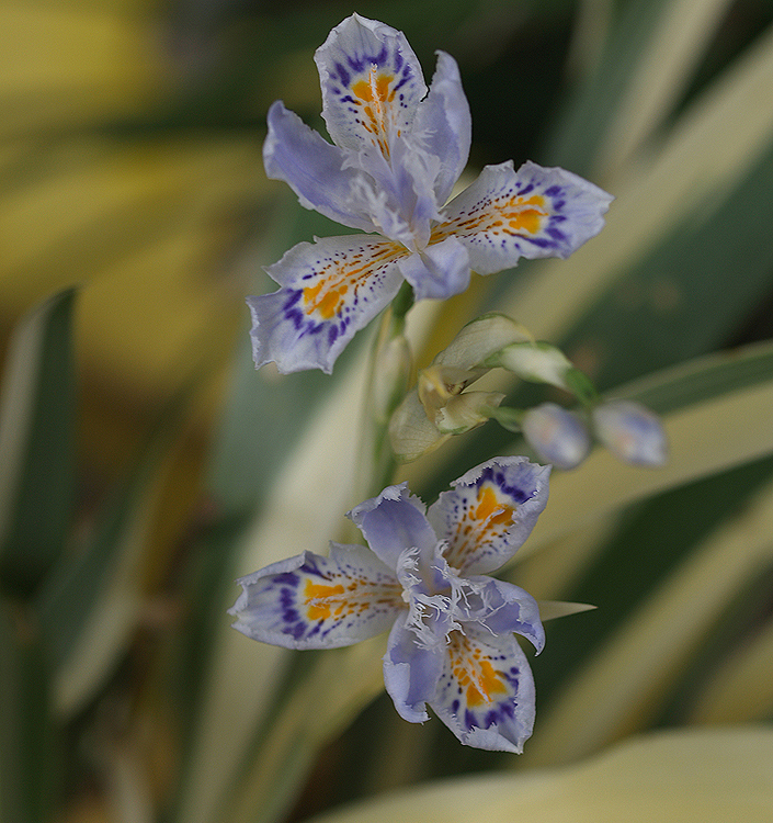 Iris (v) japonica 'Variegata'