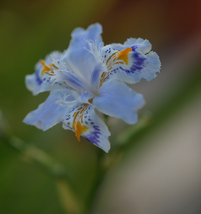 Iris (v) japonica