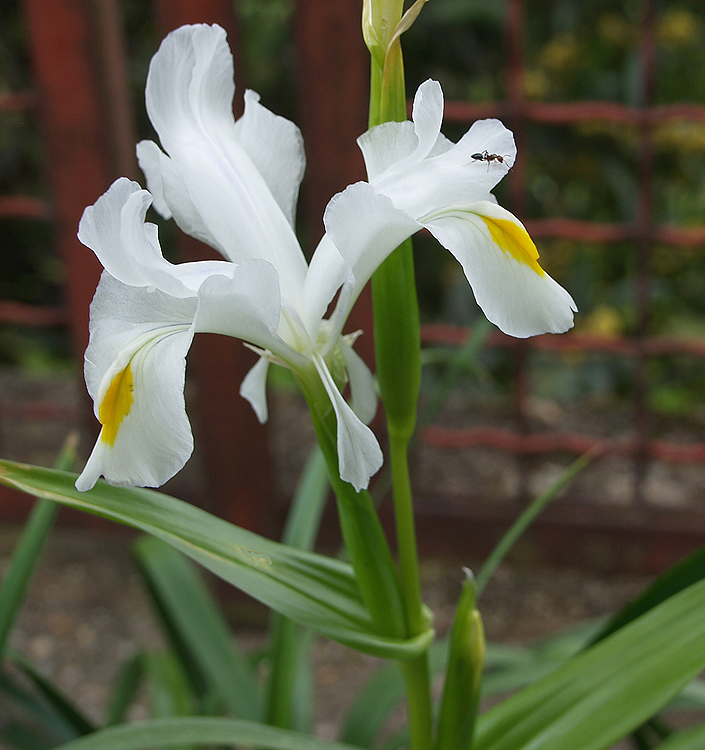 Iris magnifica 'Alba'