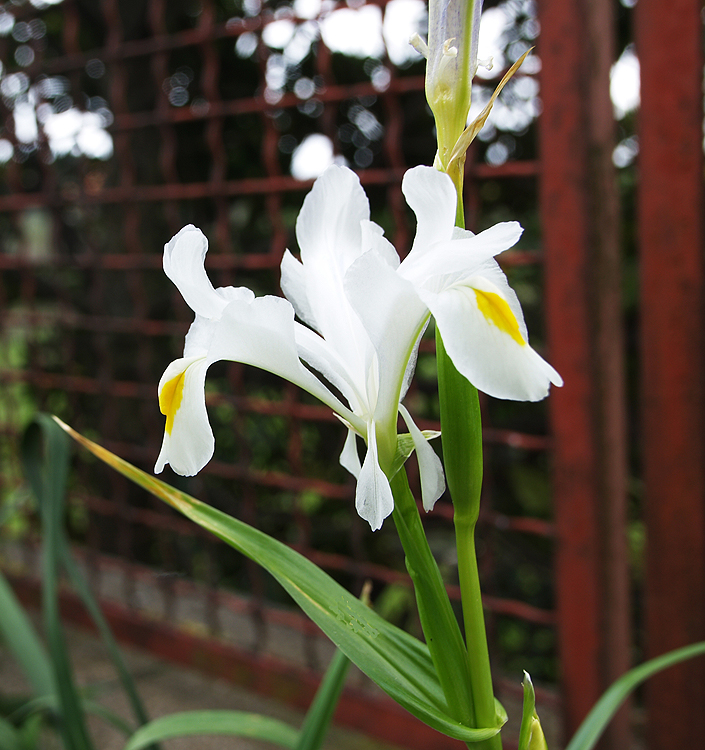 Iris magnifica 'Alba'