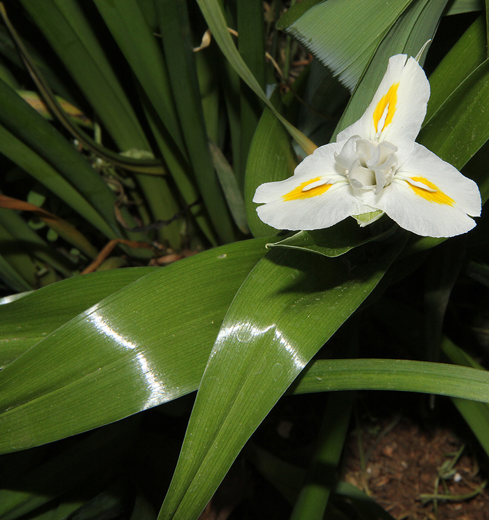 Iris magnifica 'Alba'