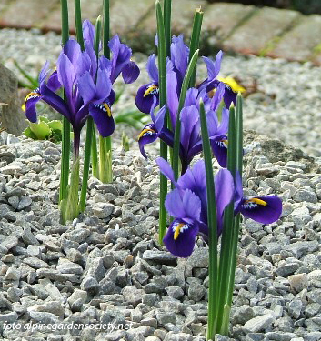 Iris reticulata PIXIE