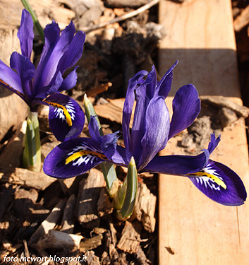 Iris reticulata PIXIE