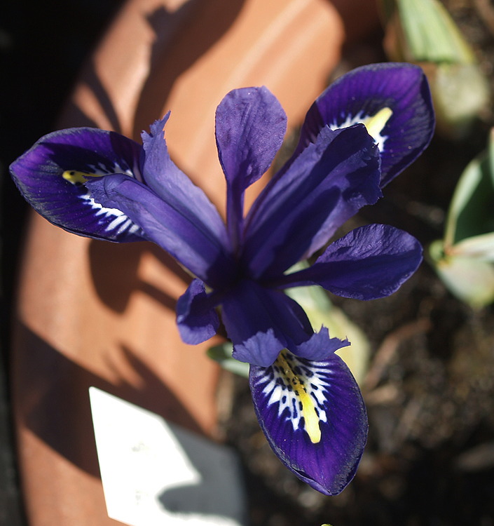 Iris reticulata PIXIE