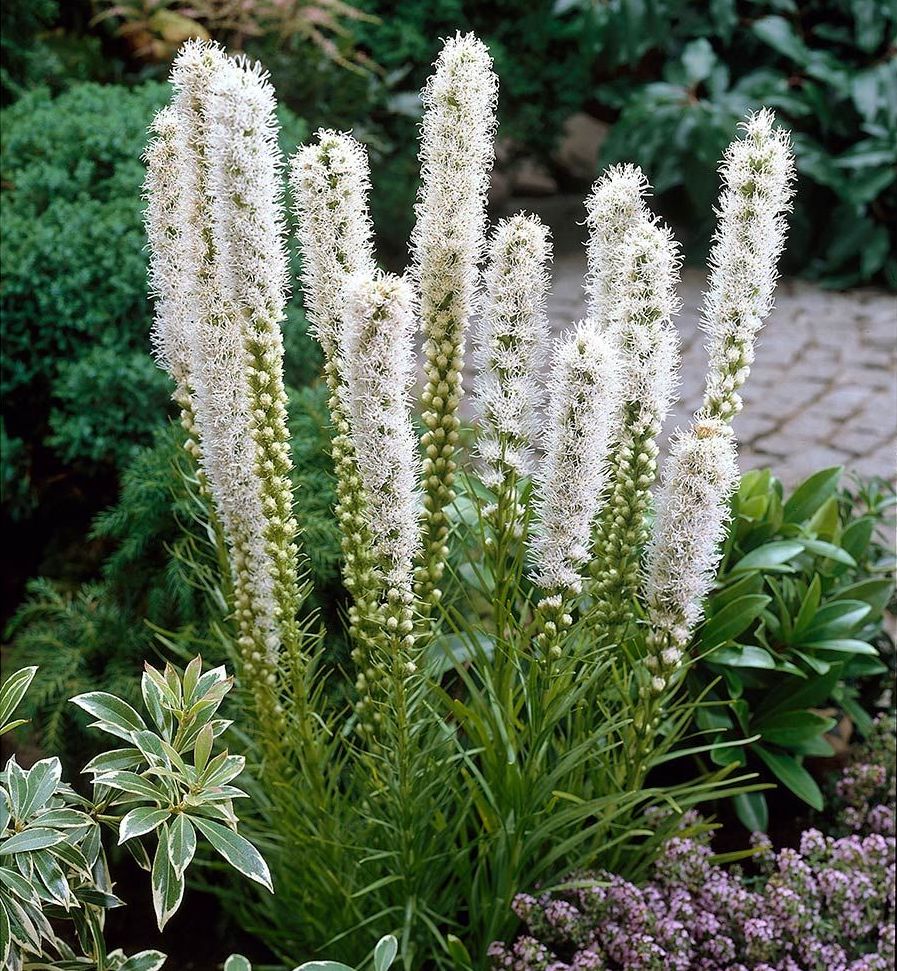 Liatris spicata 'Alba'