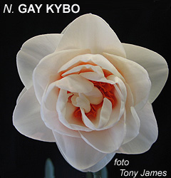 Narcissus - Div. 04 (doppi) GAY KYBO 4 W-O