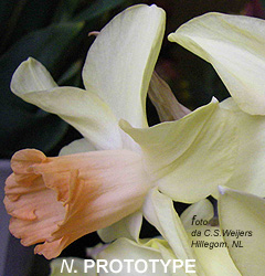 Narcissus - Div. 06 (ciclaminei) PROTOTYPE 6 Y-YPP